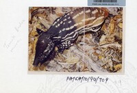 PAMERAN KEINDAHAN ALAM 1994 3