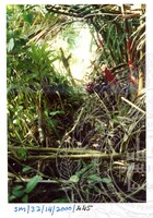 ARKEOLOGI SG, MAS, KEDAH  SM: 32-14/ 2000 (JILID 3)