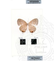 ALAM SEMULAJADI RAMA-RAMA JILID 1