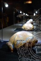 GAMBAR KOLEKSI DAN PENGENDALIAN PAMERAN GELARI 1