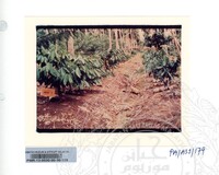 KOLEKSI PAMERAN ALAM SEMULAJADI 1994