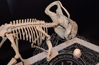 GAMBAR KOLEKSI DAN PENGENDALIAN PAMERAN GELARI 1