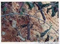 BANGUNAN MUZIUM ARKEOLOGI LEMBAH BUJANG KEDAH - JILID 5