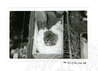 ARKEOLOGI SG. MAS, KEDAH SM: 32-5/ 93 VOL: 5 W