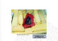 BAHAN PAMERAN TEROKAI HANTU