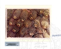 KOLEKSI PAMERAN ALAM SEMULAJADI 1994