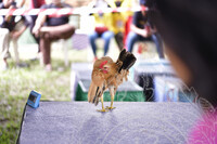 KARNIVAL KOTA KUALA KEDAH