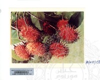 KOLEKSI PAMERAN ALAM SEMULAJADI 1994