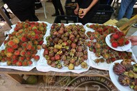 HMA 2025- 29.7.2025 - PROGRAM JOM GI BALING DI SK TUNKU PUTERA, GUA SIREH DAN DUSUN TOK WAK