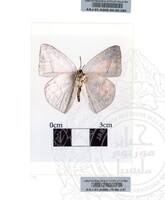 ALAM SEMULAJADI RAMA-RAMA JILID 1