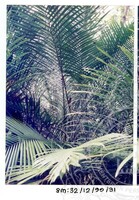 ARKEOLOGI SG, MAS, KEDAH SM: 32-12/ 99