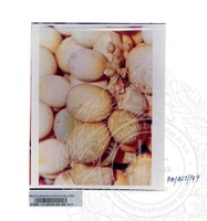 KOLEKSI PAMERAN ALAM SEMULAJADI 1994