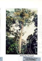 PAMERAN DURIAN RAJA SEGALA BUAH