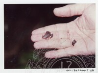 ARKEOLOGI SG. MAS, KEDAH SM: 32/ 2001/ 1-251 (JILID 1)