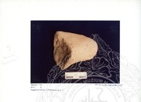 ARKEOLOGI SG. MAS, KEDAH SM : 32-4/93 VOL:2 W