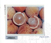 KOLEKSI PAMERAN ALAM SEMULAJADI 1994