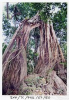 SURVEI KAWASAN SEKITAR TASIK CHINI DAN PENEMPATAN PENDUDUK ORANG ASLI YANG MENGHUNI SEKITAR KAWASANNYA PADA 27 OKTOBER 2002