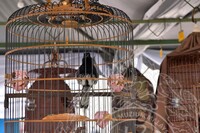 HMA 2025-  26.7.2025 -PERTANDINGAN SUARA BURUNG