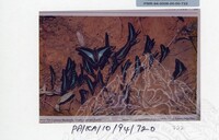 PAMERAN KEINDAHAN ALAM 1994 3