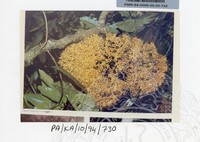 PAMERAN KEINDAHAN ALAM 1994 3