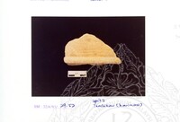 ARKEOLOGI SG. MAS, KEDAH SM : 32-4 / 93 VOL : 1 W