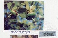 PAMERAN KEINDAHAN ALAM 1994 (2)