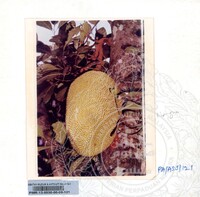 KOLEKSI PAMERAN ALAM SEMULAJADI 1994