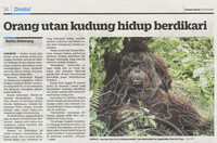 Kosmo Ahad_02-Aug-2020_ms 36_Orang utan kudung hidup berdikari
