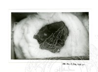 ARKEOLOGI SG. MAS, KEDAH SM: 32-5/ 93 VOL: 5 W