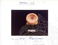 ARKEOLOGI SG. MAS, KEDAH SM: 32-4/ 93 VOL: 3 W