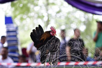 KARNIVAL KOTA KUALA KEDAH