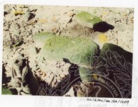 BANGUNAN MUZIUM ARKEOLOGI LEMBAH BUJANG KEDAH - JILID 4