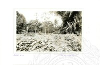 ARKEOLOGI SG. MAS, KEDAH SM, 32-4,93 VOL,3 HP FASA 4 LOKASI, POKOK, LAWATAN, CERAMAH, AKTIVITI - HITAM/ PUTIH. HASSAN