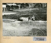 SEJARAH KOLEKSI JOHOR