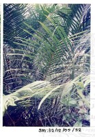 ARKEOLOGI SG, MAS, KEDAH SM: 32-12/ 99