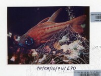 PAMERAN KEINDAHAN ALAM 1994 3