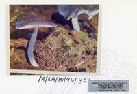 PAMERAN KEINDAHAN ALAM 1994 (2)