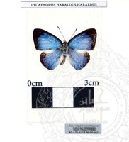 ALAM SEMULAJADI RAMA-RAMA JILID 1