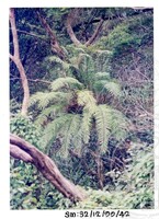 ARKEOLOGI SG, MAS, KEDAH SM: 32-12/ 99