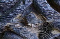 PENDOKUMENTASIAN KONDISI TIANG KELIERING BAGI TUJUAN KONSERVASI