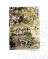 ARKEOLOGI SG. MAS, KEDAH SM: 32-4/ 93 VOL: 3 W