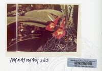 PAMERAN KEINDAHAN ALAM 1994 (2)