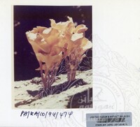 PAMERAN KEINDAHAN ALAM 1994 (2)