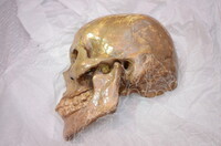 GAMBAR KOLEKSI DAN PENGENDALIAN PAMERAN GELARI 1