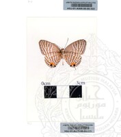 ALAM SEMULAJADI RAMA-RAMA JILID 1