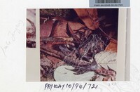 PAMERAN KEINDAHAN ALAM 1994 3