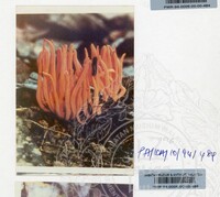 PAMERAN KEINDAHAN ALAM 1994 (2)