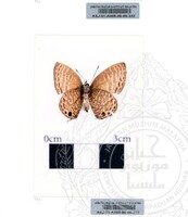 ALAM SEMULAJADI RAMA-RAMA JILID 1