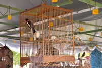 HMA 2025-  26.7.2025 -PERTANDINGAN SUARA BURUNG