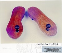 KOLEKSI ALAS KAKI (JILID 1)